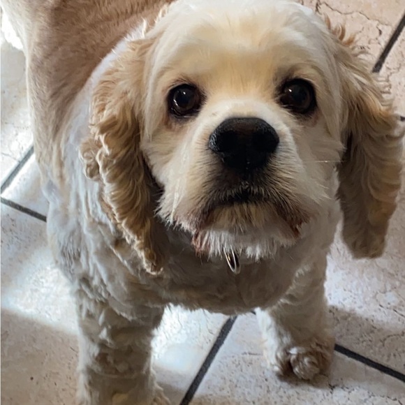 Meet your Posher, Carissa - Picture 4 of 15